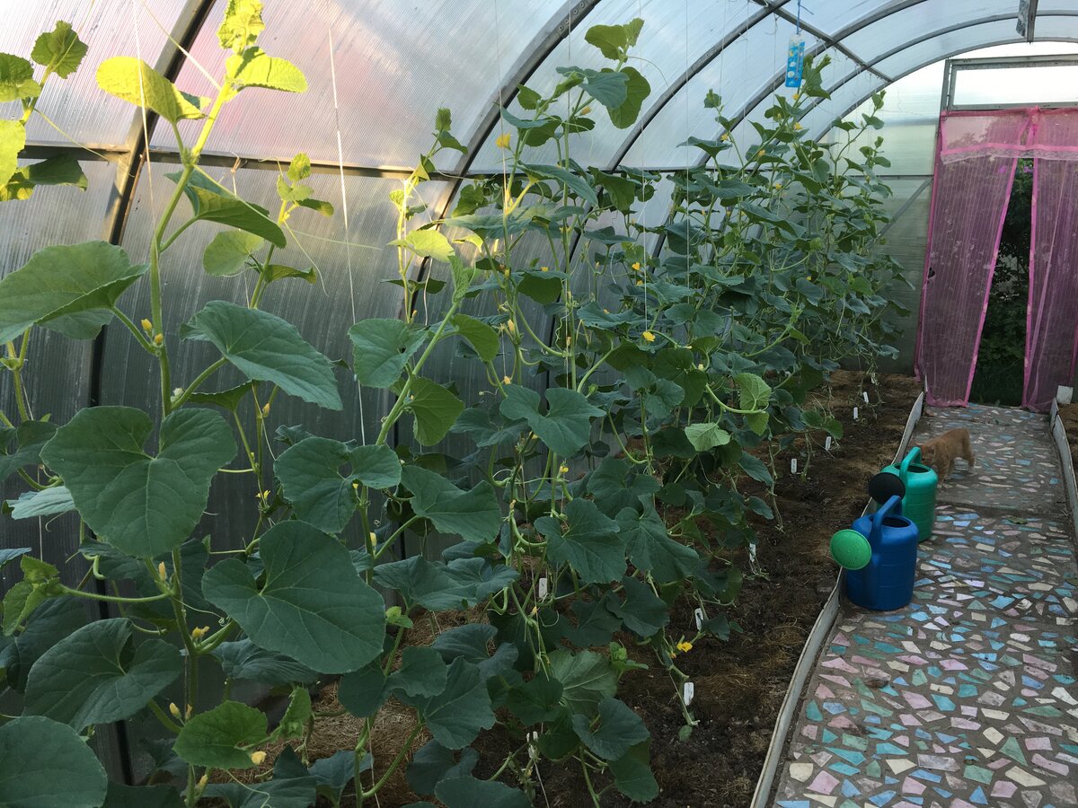 Выращивание огурцов в теплице в подмосковье в 2020 году: когда сеять и высаживать рассаду, лучшие сорта
