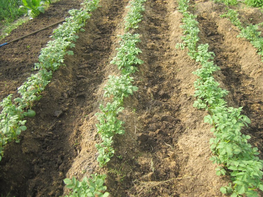 Выращивание картофеля без прополки и окучивания: как сделать с умом и что для этого нужно? русский фермер