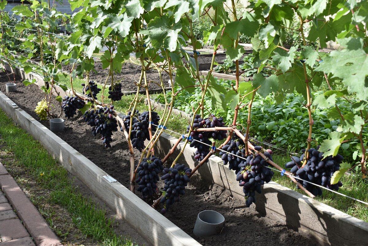 Выращивание винограда в сибири