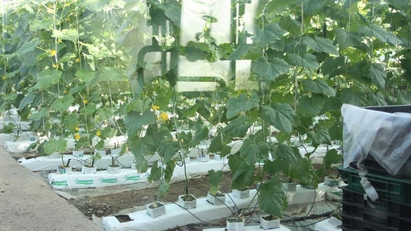 Выращивание помидоров в парнике > видео + фото процессов