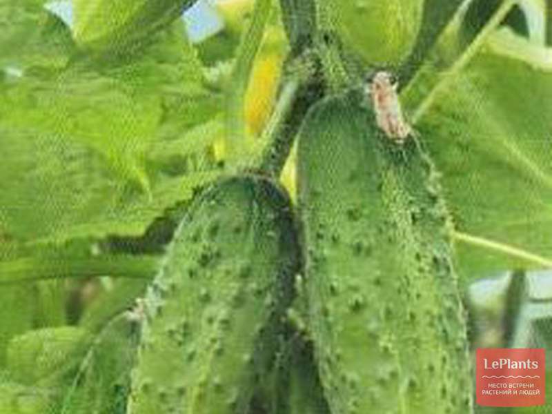 Огурец родничок f1 – характеристика и описание сорта, как выращивать