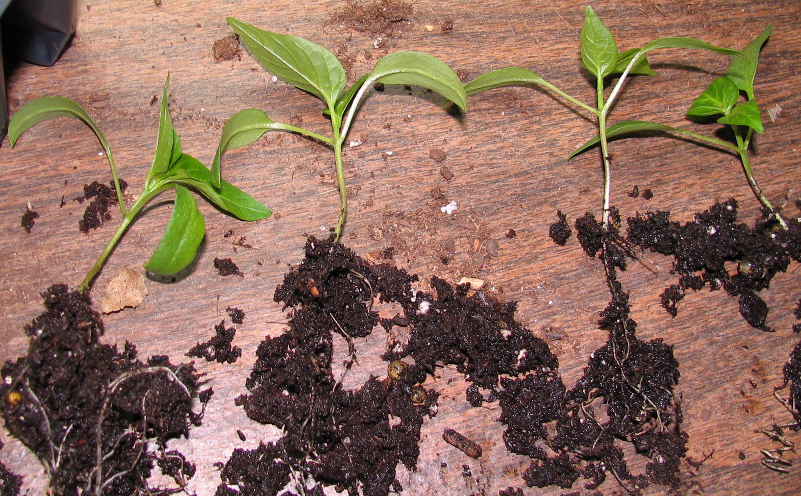 Как вырастить хорошую рассаду баклажанов: правила ухода и выращивания
