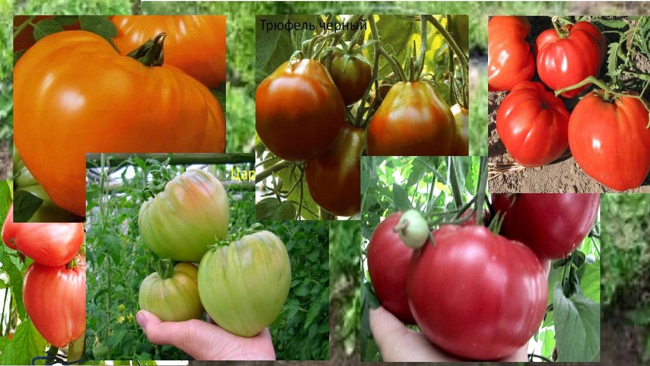Лучшие сорта томатов для краснодарского края