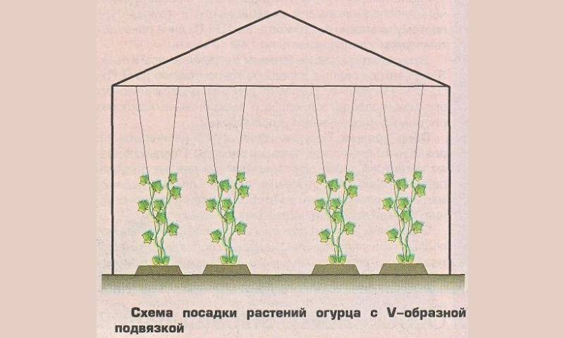 Выращивание растений в теплице