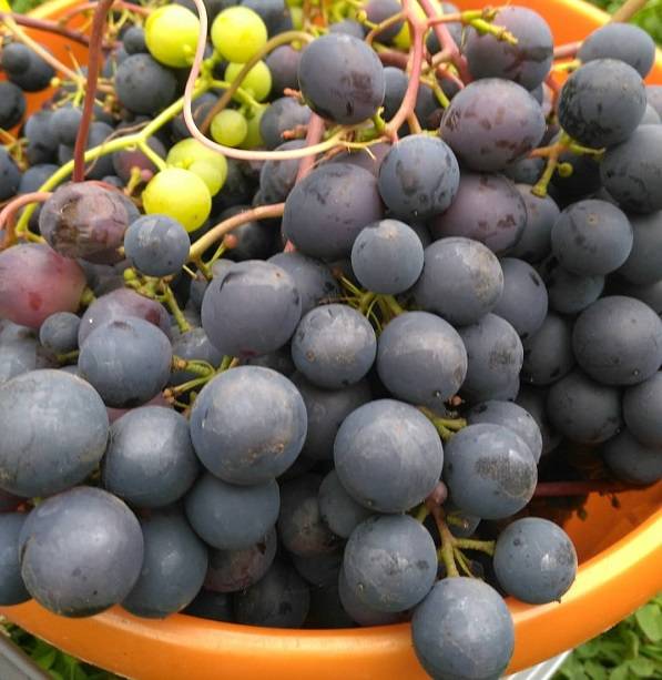 Сорт винограда загадка шарова: описание, фото