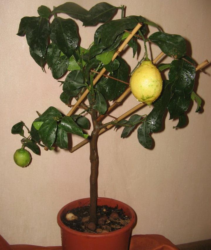 Сорт лимона павловский: фото, отзывы, описание, характеристики.