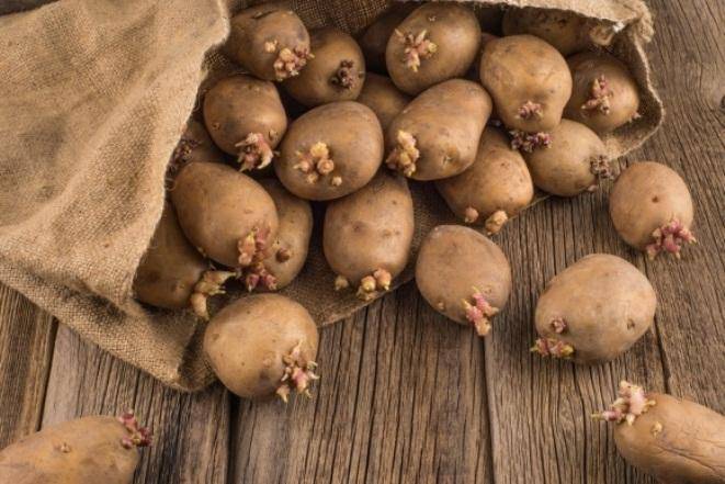 Как прорастить картофель для посадки в домашних условиях?