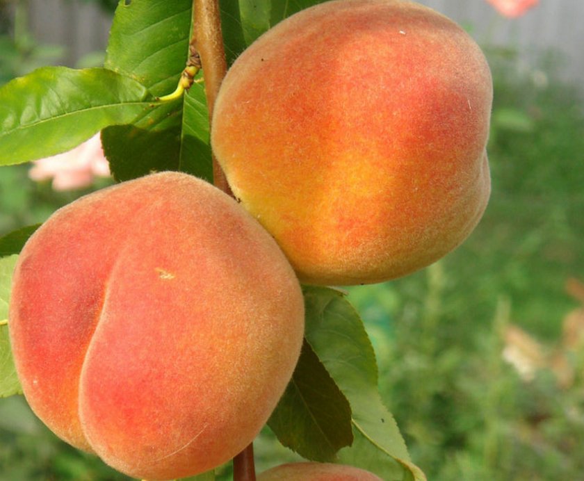 Как вырастить персик в средней полосе россии?