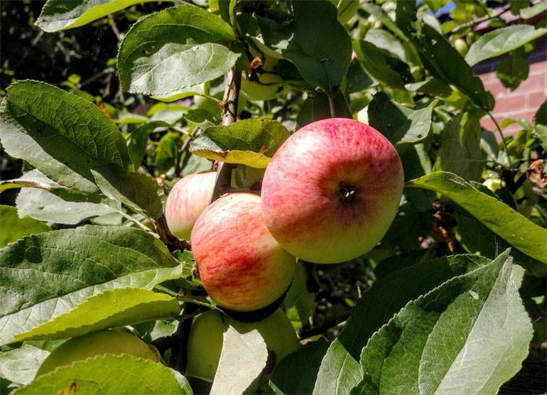 Яблоки сорта «фуджи»: фото, характеристика, достоинства и недостатки. особенности выращивания яблок  «фуджи»: уход | онлайн журнал "женские разговоры"