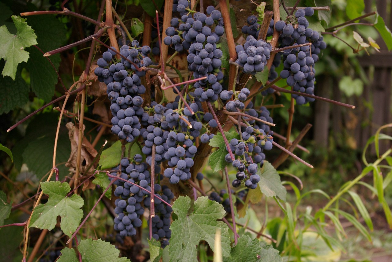 Виноград саперави северный: описание, отзывы о винном сорте, уход
