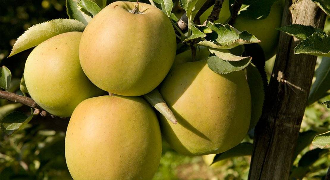 Яблоня «голден делишес»: описание сорта, опылители, посадка и уход, фото