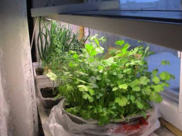 Микрозелень - суперфуд или очередной обман, можно ли вырастить ее дома и надо ли это вообще делать