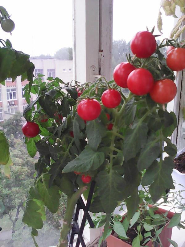 Помидоры на балконе: пошаговое описание как вырастить в домашних условиях помидоры (105 фото)