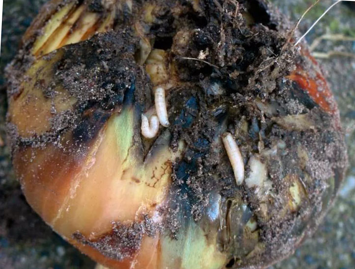 Почему гниет лук изнутри: причины процесса при хранении, выращивании на грядке, виды болезней, а также способы борьбы с различными вредителями