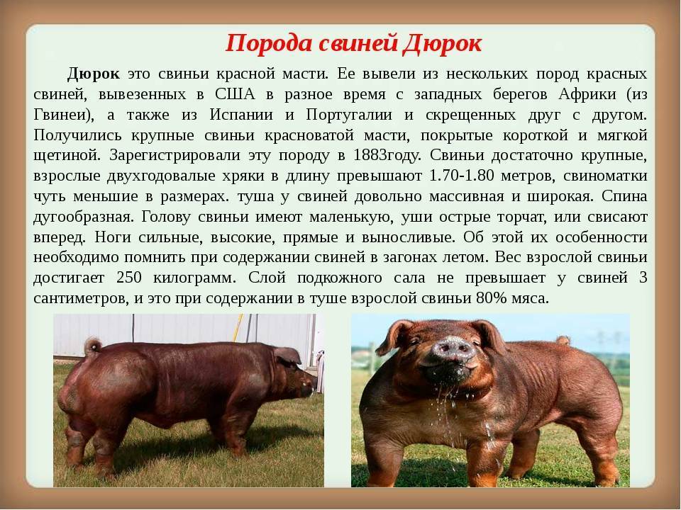 Мясные породы свиней в россии: характеристика и описание