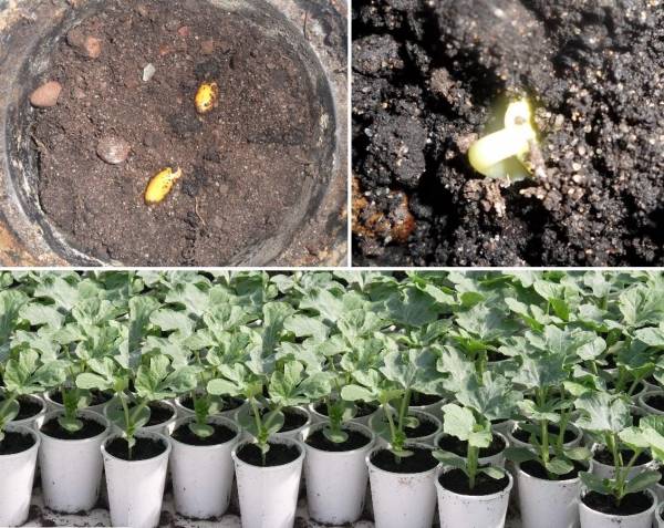 Особенности выращивания арбуза в теплице и открытом грунте в подмоскоье