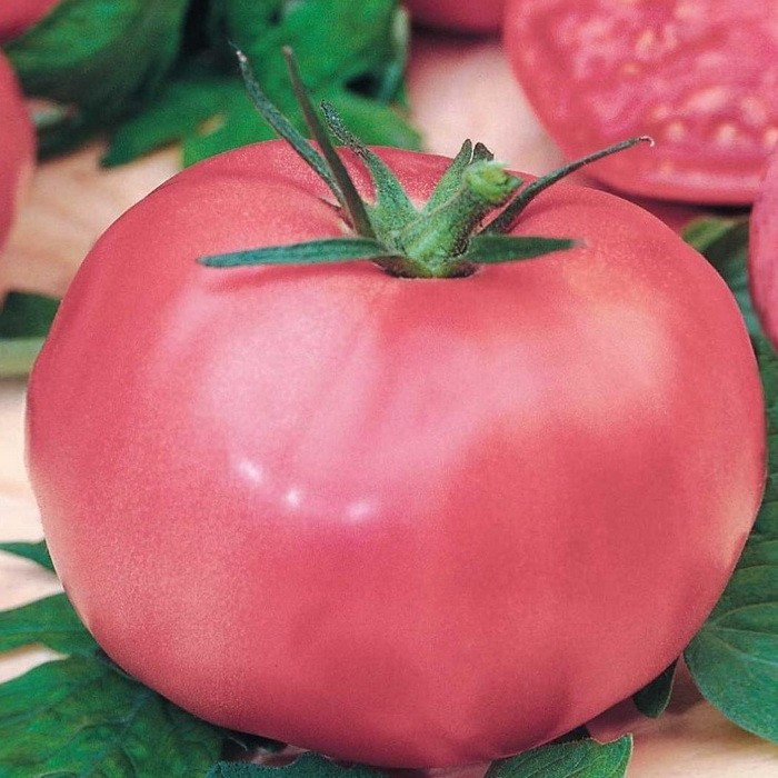 Поговорим про томат сорта «микадо розовый»