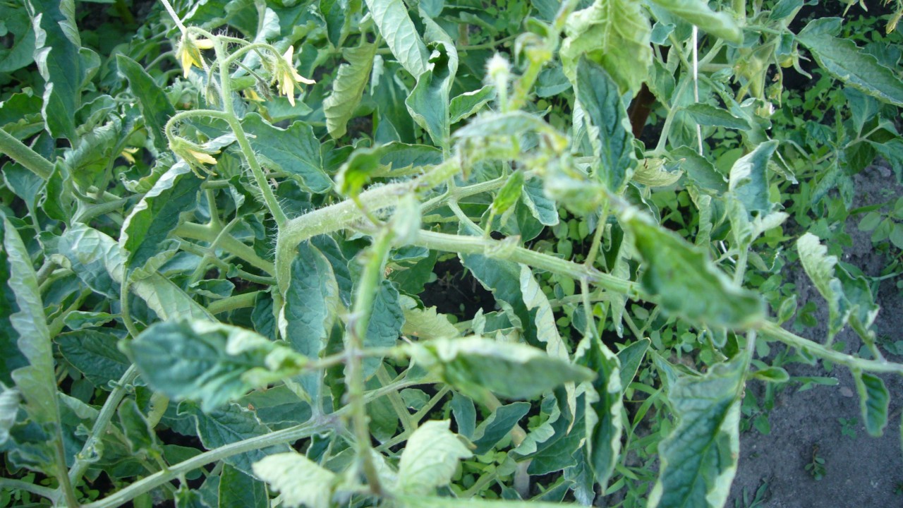 Почему скручиваются листья у помидорной рассады и что с этим делать?
