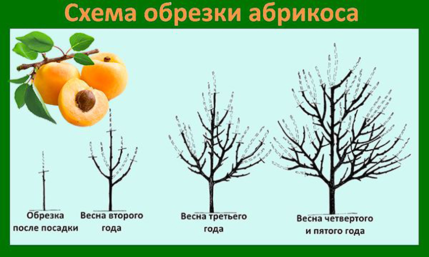 Абрикос лель: описание морозостойкого сорта, правила посадки и дальнейшего ухода за деревьями