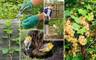 Красная смородина: посадка и уход, обрезка, размножение, описание сортов, фото