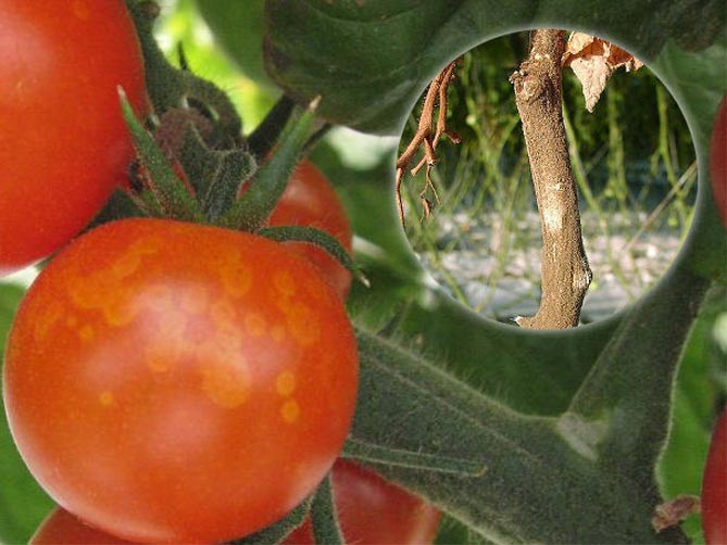 Вершинная гниль томатов и меры борьбы с ней
