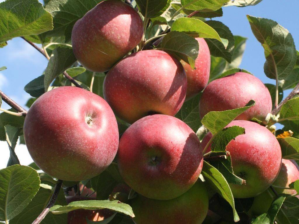 Описание сорта яблони коричное полосатое: фото яблок, важные характеристики, урожайность с дерева