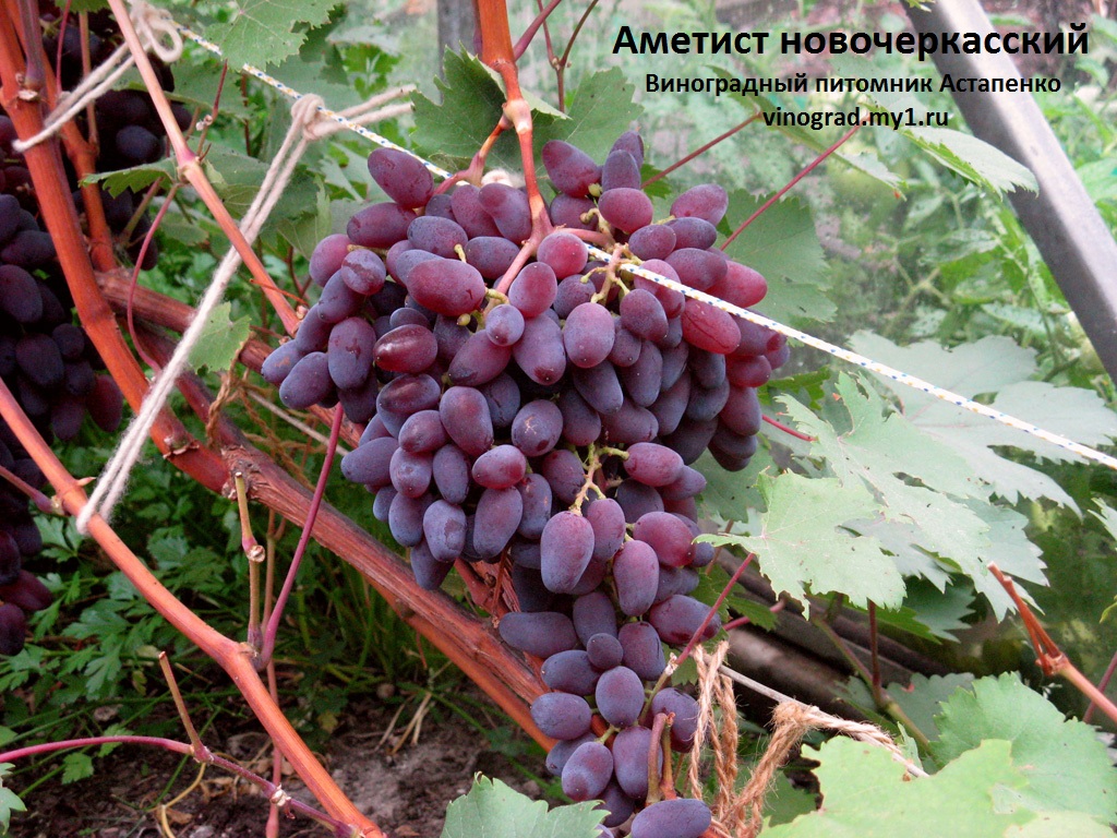 Сорта винограда для костромской области с фото и описанием
