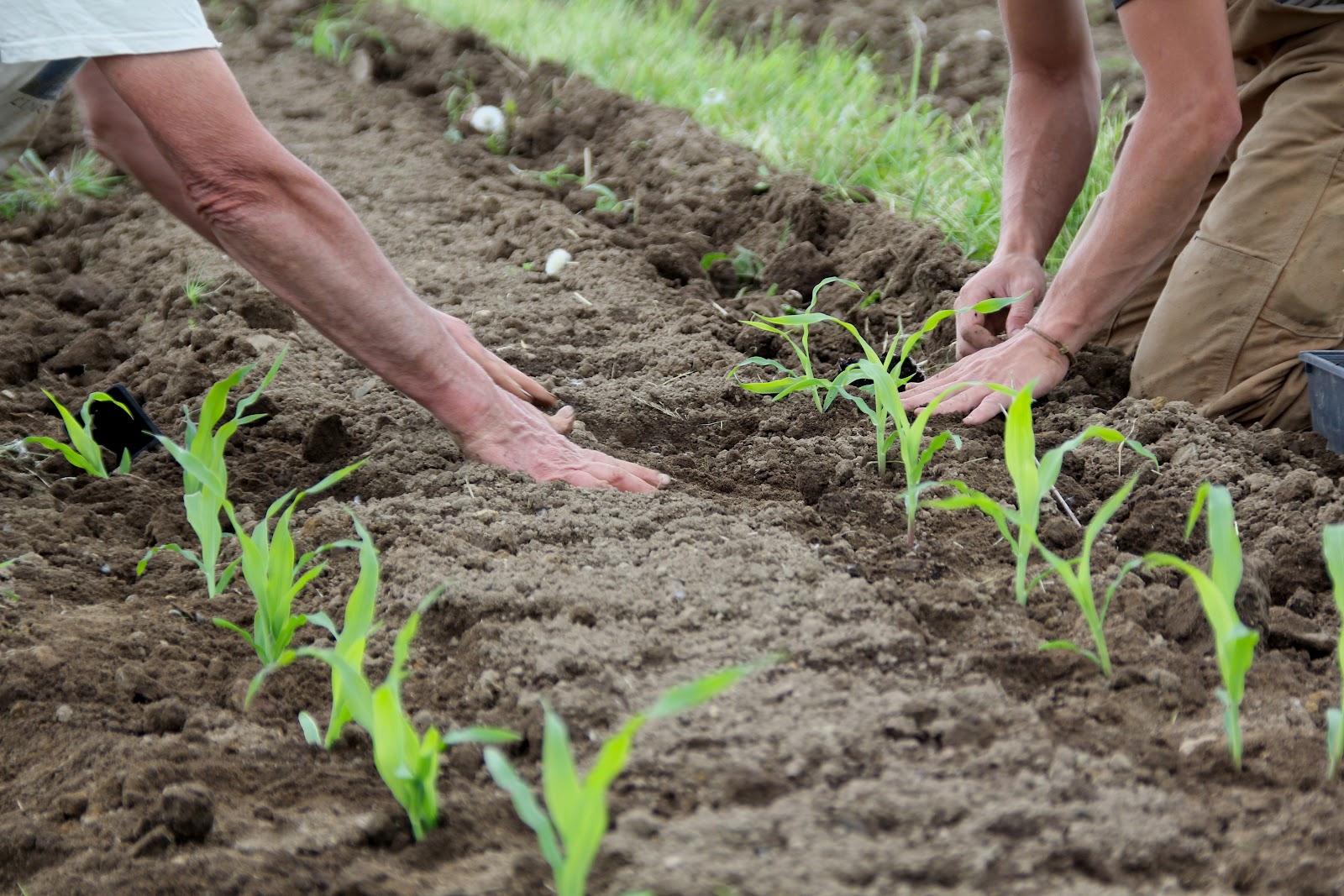 Как посадить кукурузу в огороде в открытый. Посев кукурузы. Посадка кукурузы. Рассада кукурузы. Сажаем кукурузу.