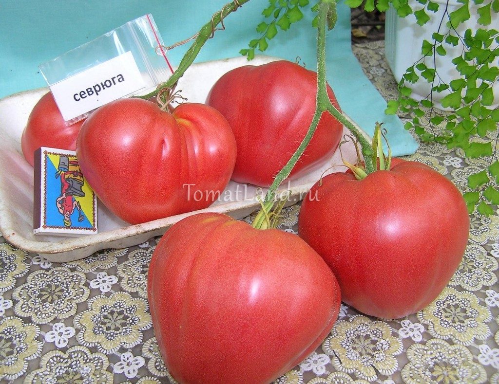 Сорт томата севрюга (пудовик) – идеальные помидоры для наших огородов и теплиц