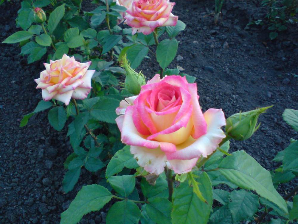 Розы-шрабы: что это такое и как их вырастить?
