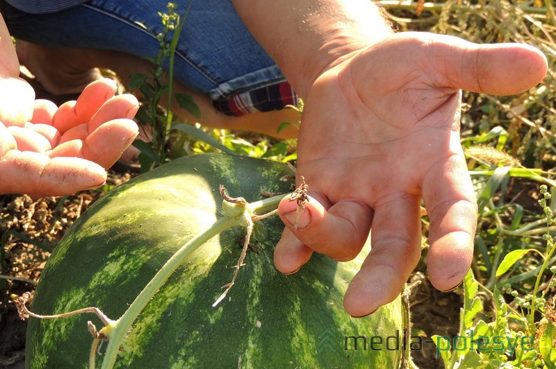 Как определить спелость арбуза и дыни на огороде?