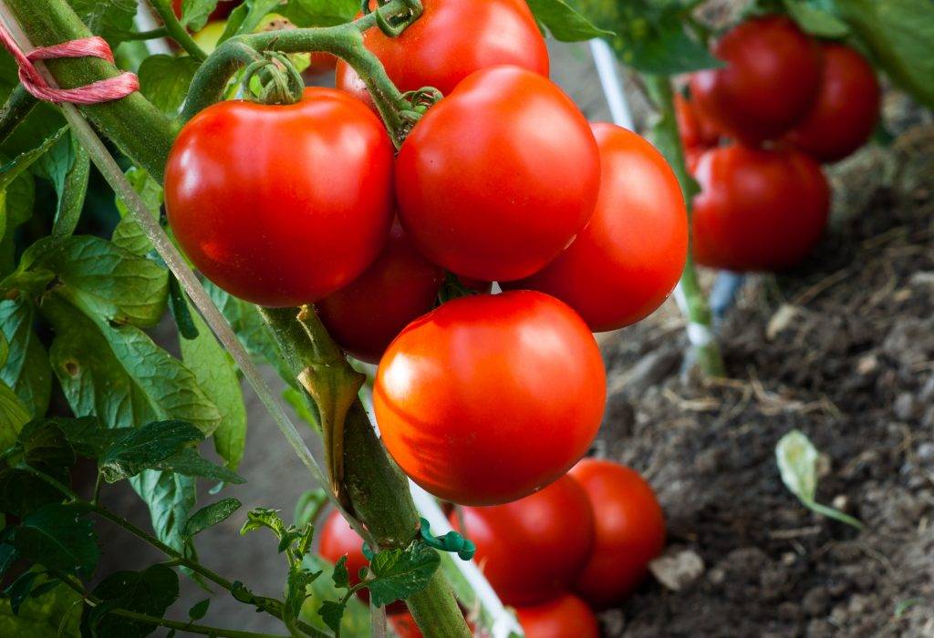 Лучшие сорта розовых томатов для теплицы и открытого грунта - самые урожайные и вкусные