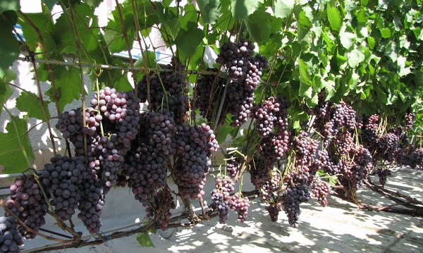 Уникальный виноград «донской агат»: выращиваем рядом с домом!