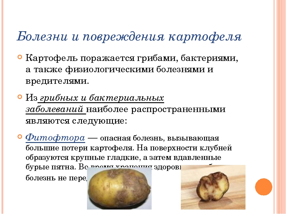 Насекомые-вредители и болезни картофеля: фото, описание, защита и лечение эффективными методами