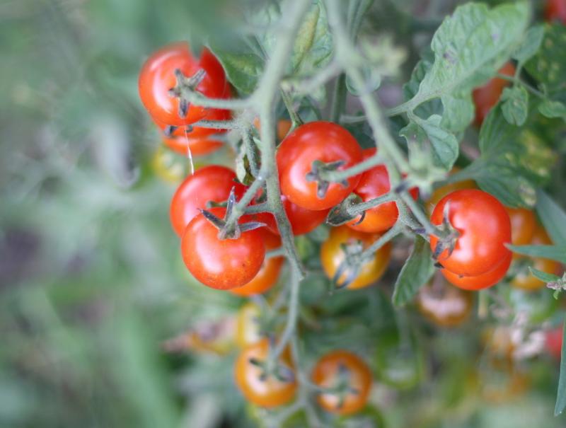Почему трескаются помидоры при созревании в теплице и в открытом грунте: что делать - etocvetochki.com