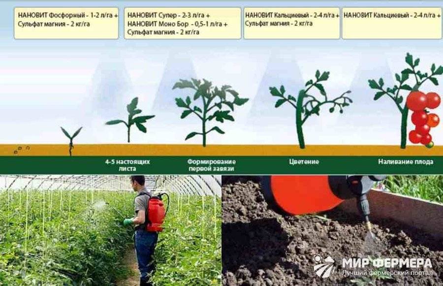 Схема подкормки томатов в теплице в течении сезона