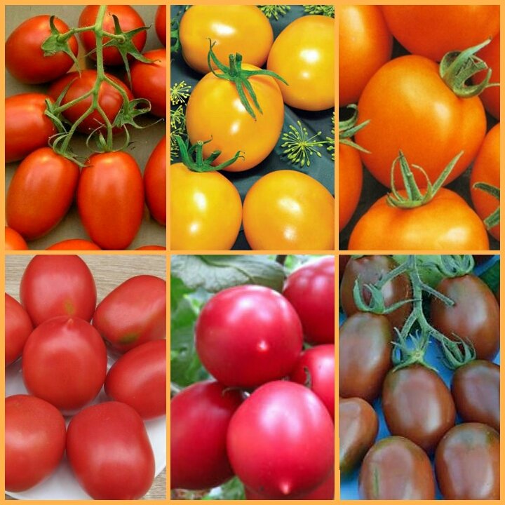 Лучшие сорта томатов для подмосковья для теплиц
