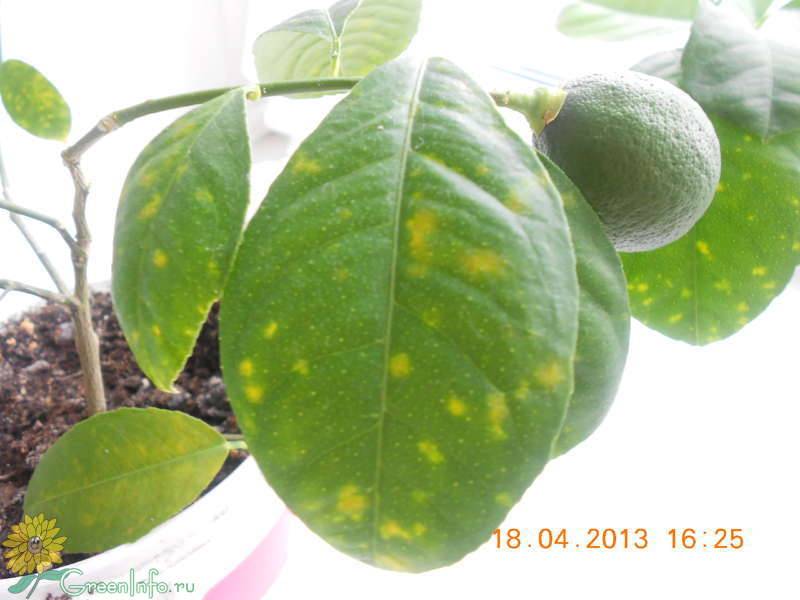 Болезни и вредители лимона, лечение и профилактика, а также как восстановить поврежденное растение