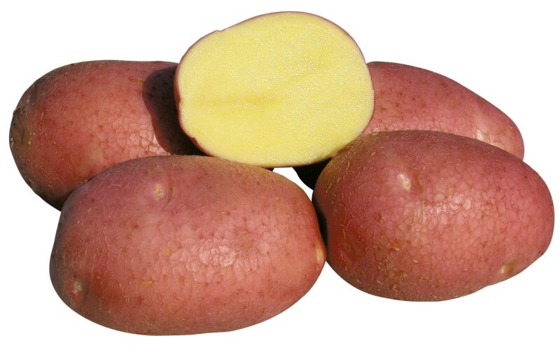 Картофель беллароза: характеристика, описание сорта, посадка и уход