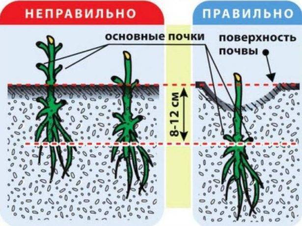 Клематис маньчжурский: фото и описание, отзывы, выращивание из семян