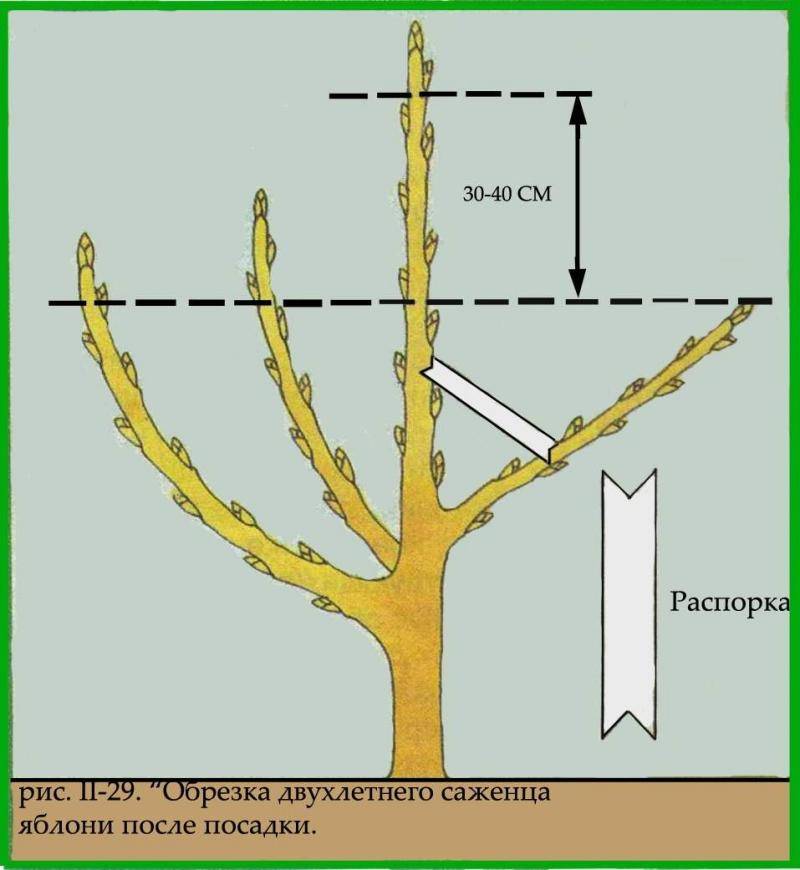 Обрезка яблони фото схема