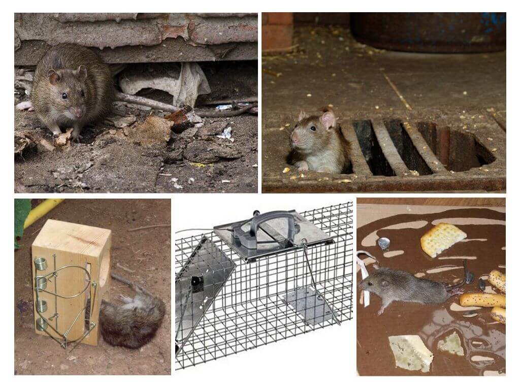 Как вывести крыс и мышей из курятника: методы борьбы и избавления от грызунов