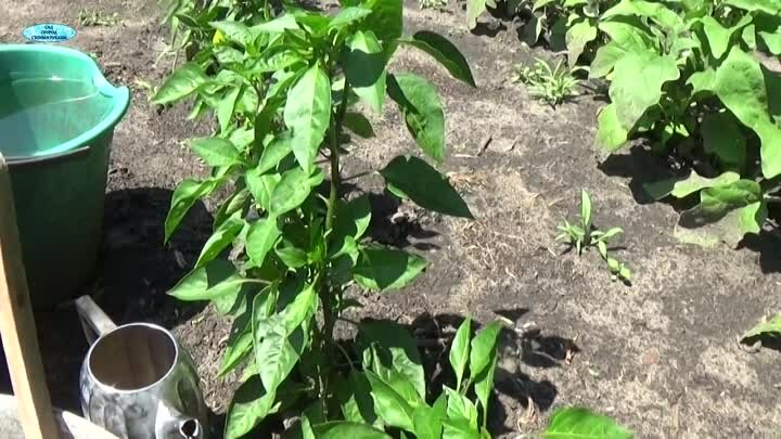 Подкормка перца в открытом грунте: после посадки, во время цветения и плодоношения