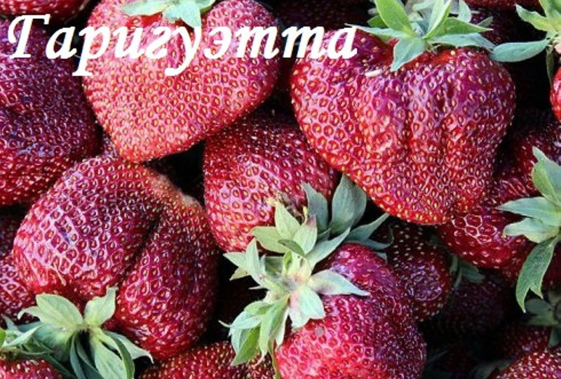 Клубника сорт фейерверк - описание, посадка, уход, отзывы