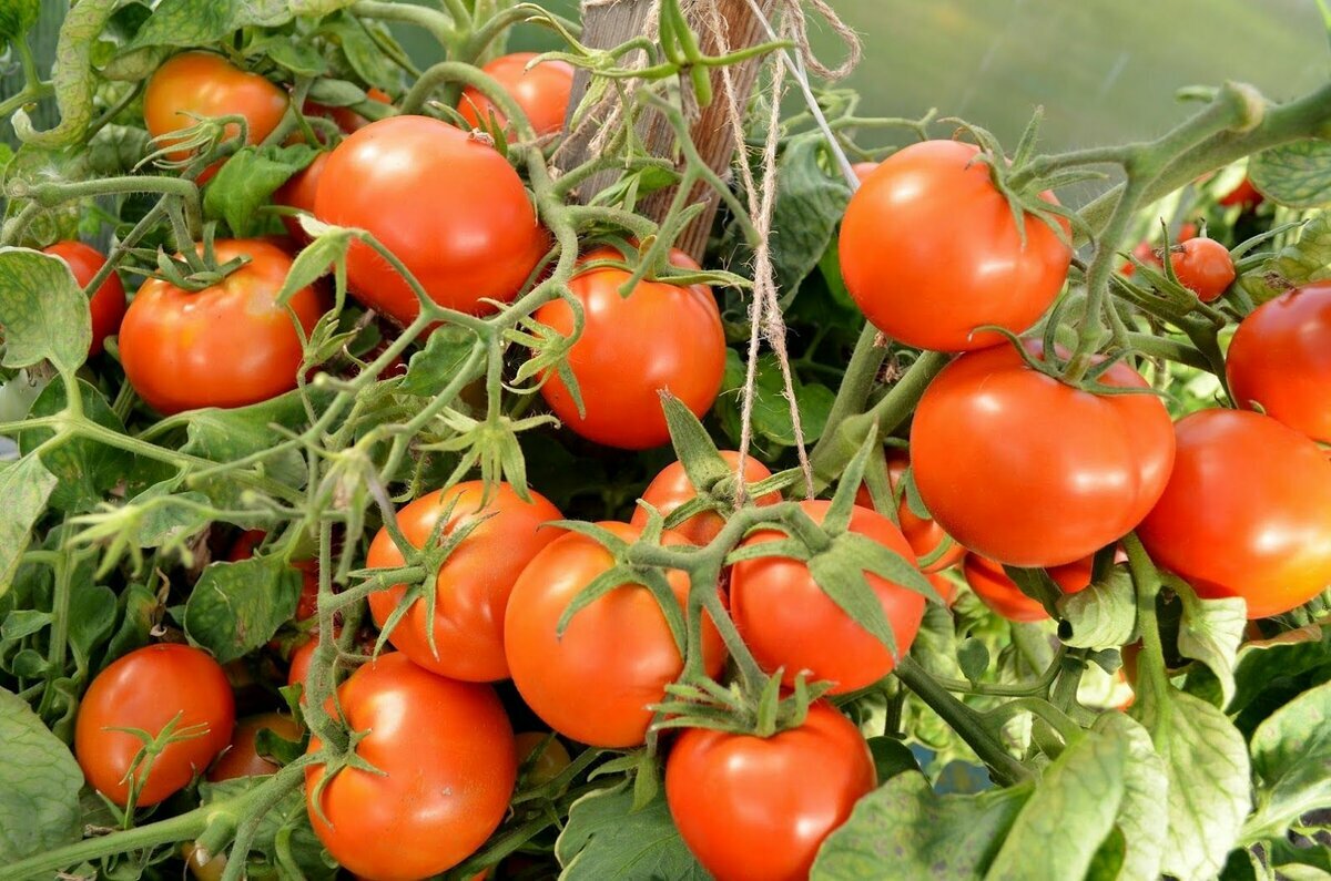 Сорта помидор для юга украины с фото | вырасти сад!