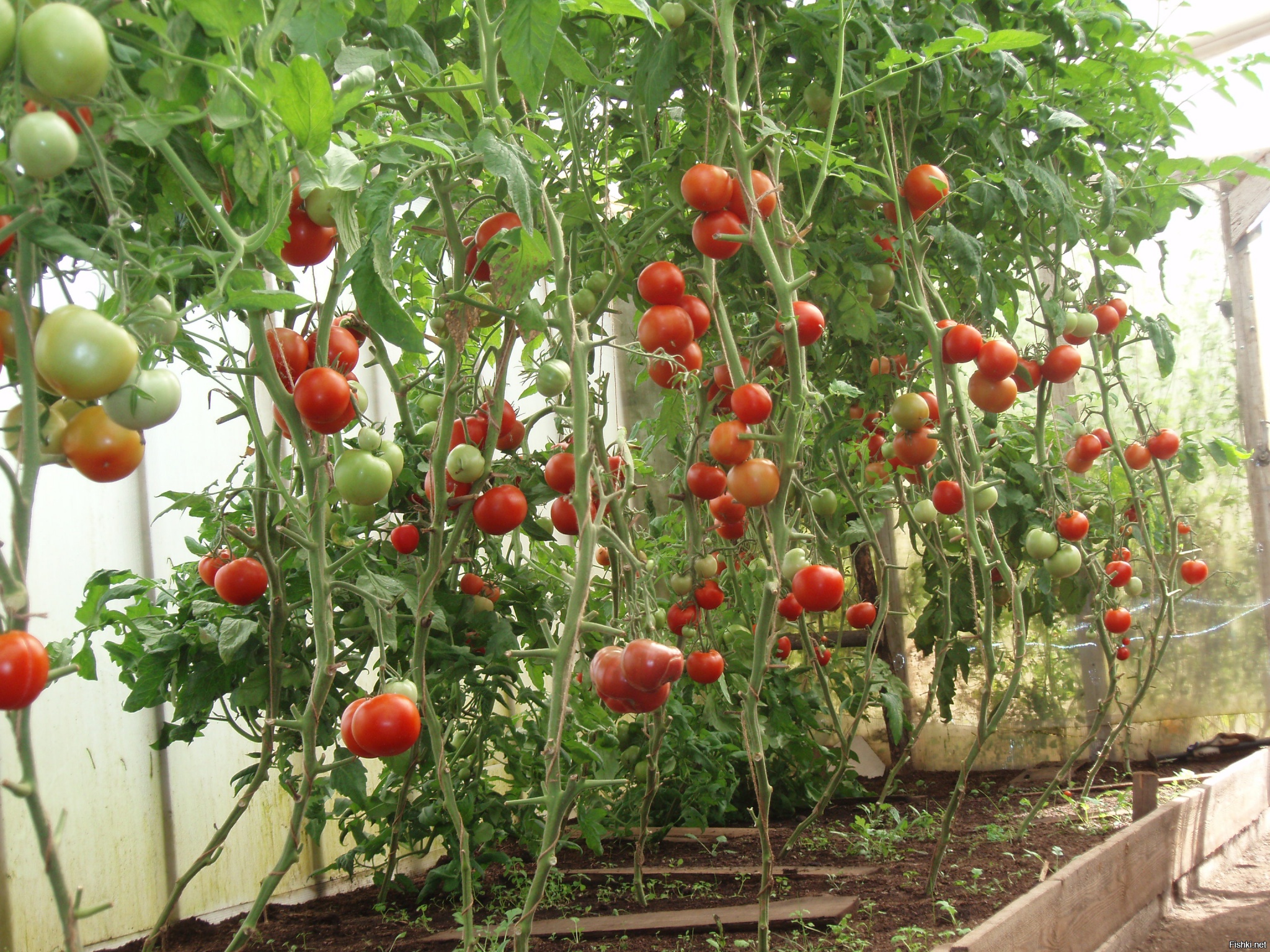 Помидоры на балконе - 105 фото основных сортов и правила организации посадки томатов