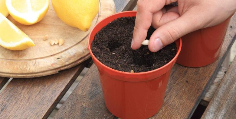 Почва для цитрусовых в домашних условиях