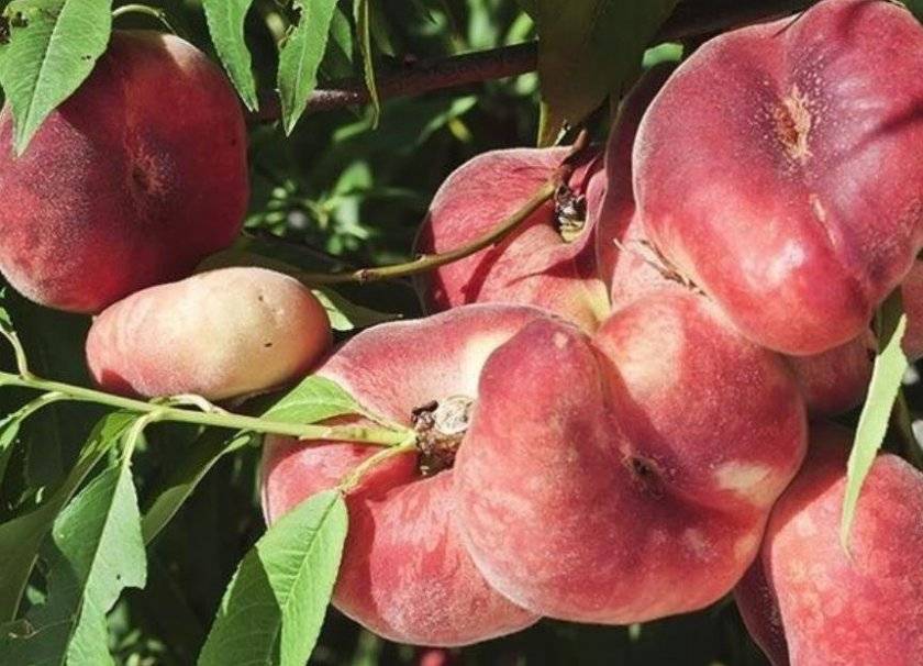 Инжирный персик: выращивание из косточки и уход