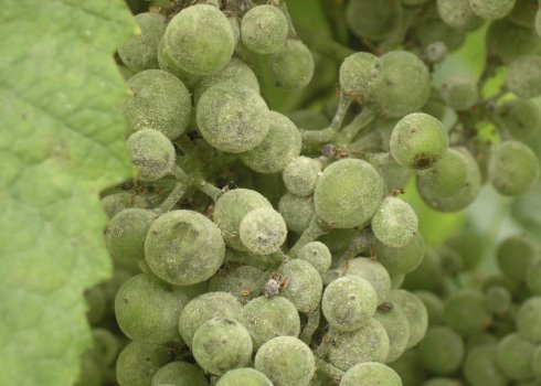 Чем лечить черную пятнистость винограда: препараты для профилактики и борьбы  - vinograd-loza