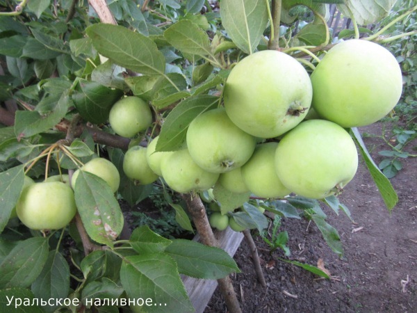 Агротехника выращивания яблони уральское наливное
